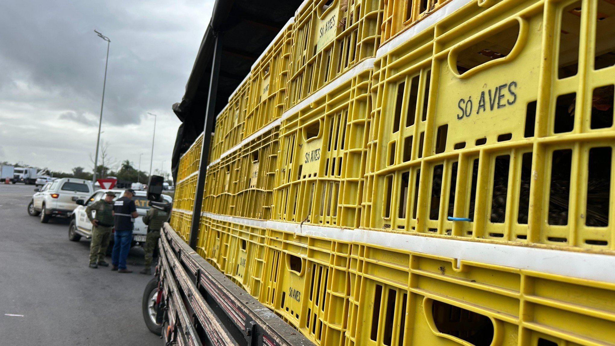 GRIPE AVIÁRIA: Caminhão com mais de 300 galinhas é abordado em barreira sanitária na BR-386; saiba o que vai acontecer com animais