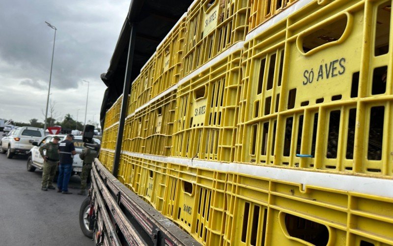 GRIPE AVIÁRIA: Caminhão com mais de 300 galinhas é abordado em barreira sanitária na BR-386; saiba o que vai acontecer com animais | abc+