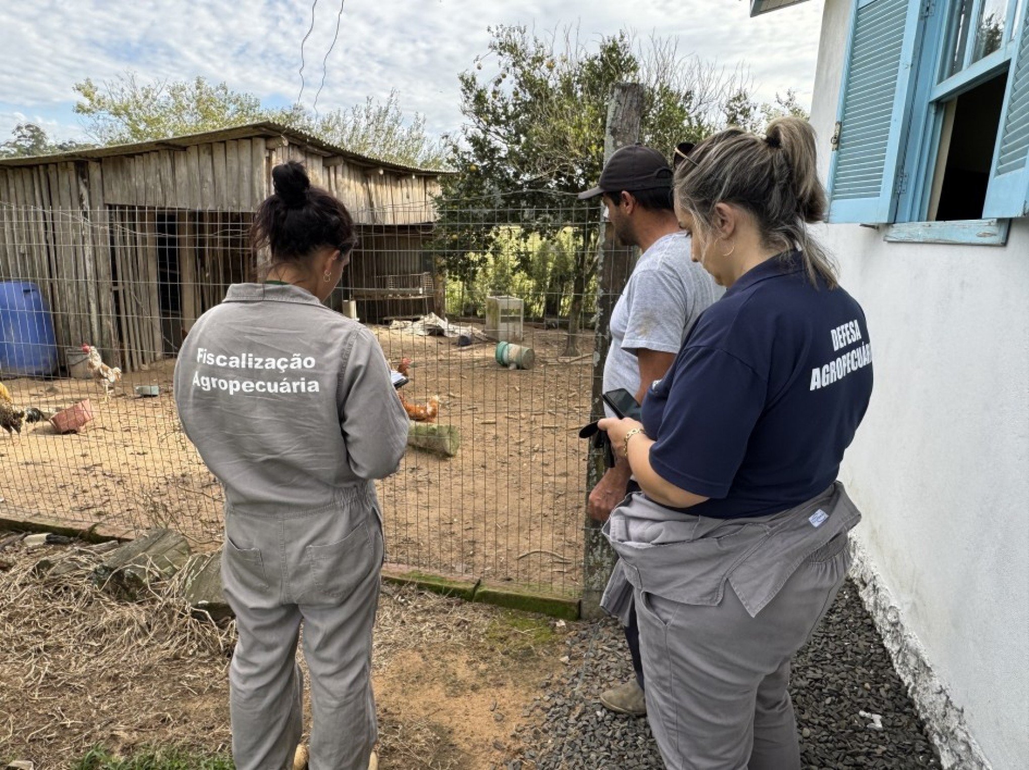 GRIPE AVIÁRIA: Dois animais são sacrificados durante fiscalização em propriedade de Montenegro