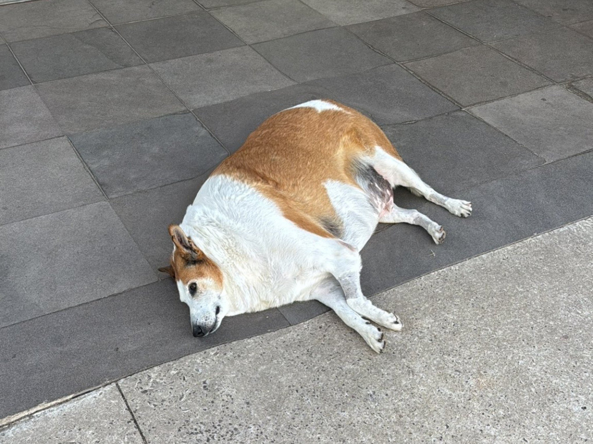 Chamado de feio, cachorro de universidade gaúcha viraliza e web fica chocada com tamanho e fofura; veja fotos
