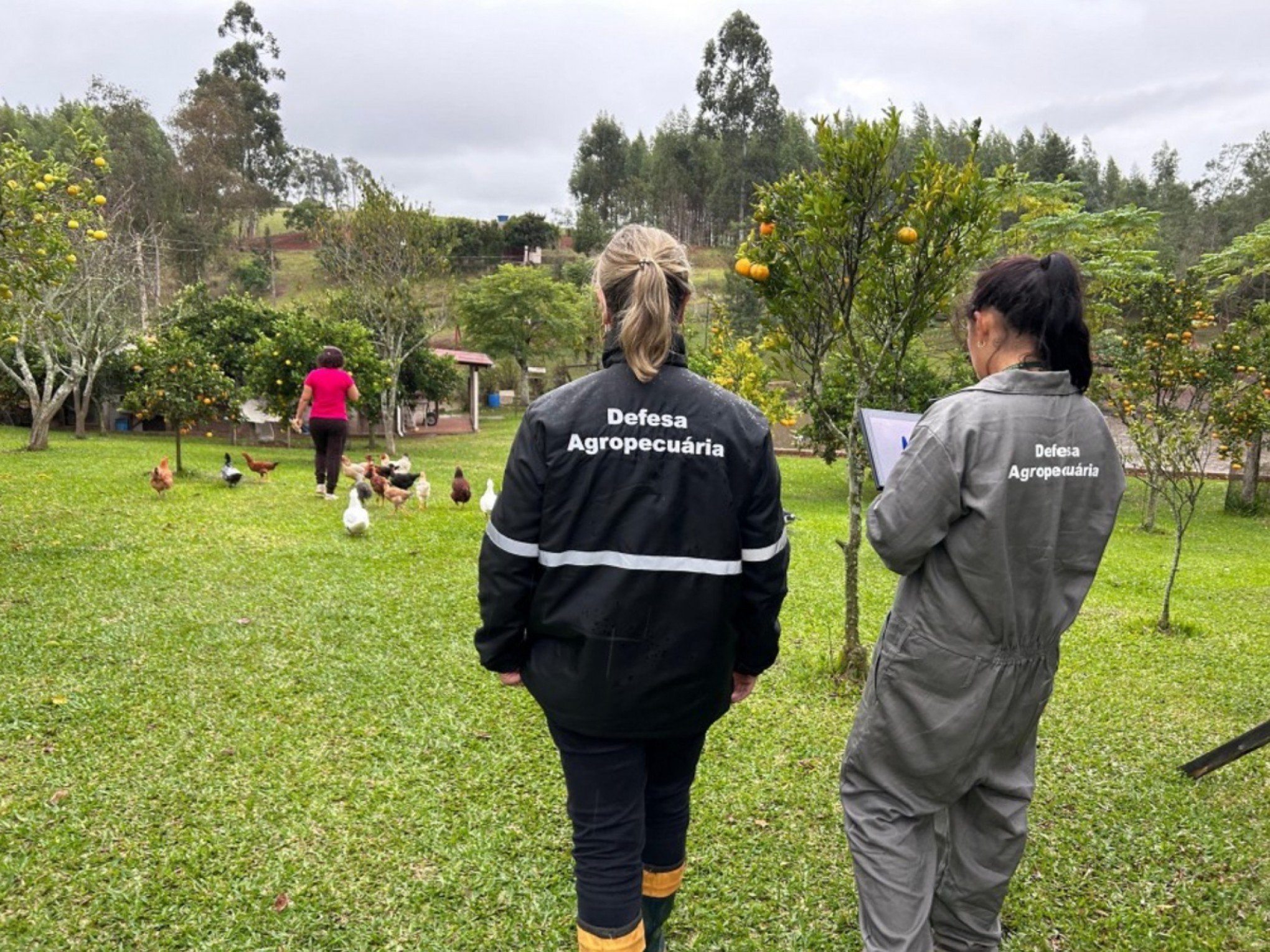 GRIPE AVIÁRIA: Brasil notifica erradicação do foco à Organização Mundial de Saúde Animal