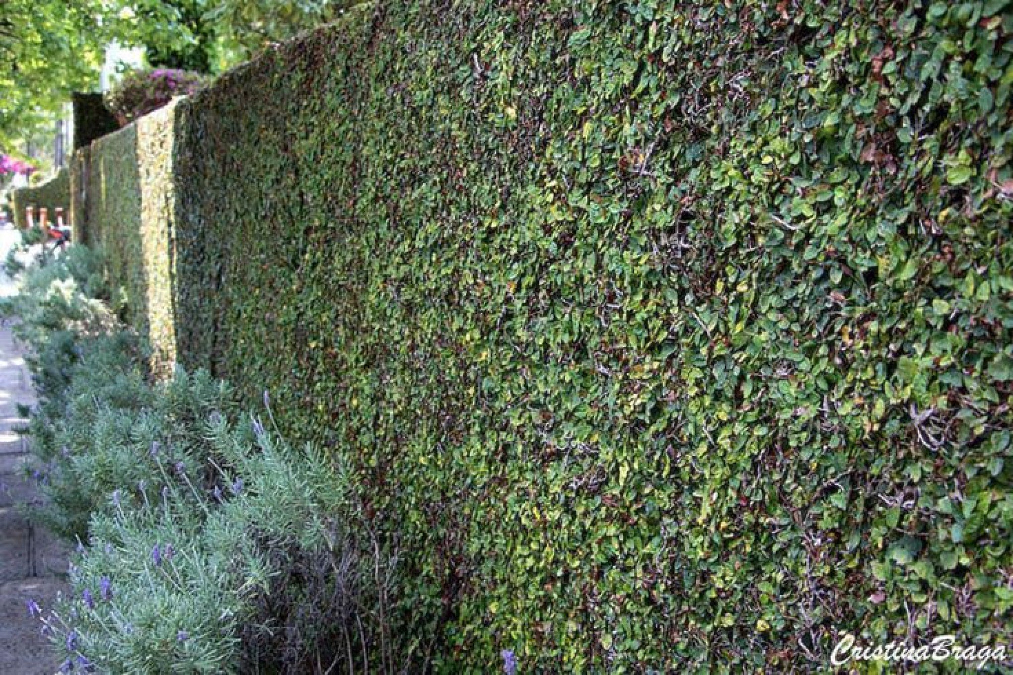 Plantas para revestir muros: Assista a vídeo tutorial para saber quais são elas e como cuidar corretamente