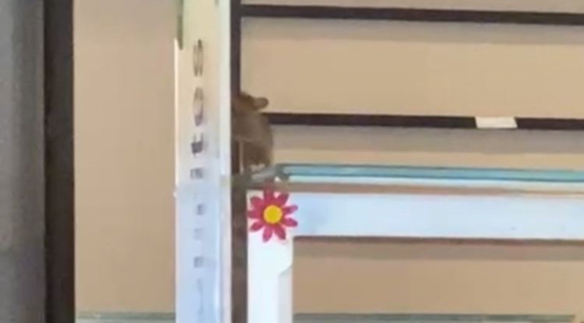 VÍDEO: Rato aparece em 'bandejão' da PUC; universidade paulista interdita o restaurante