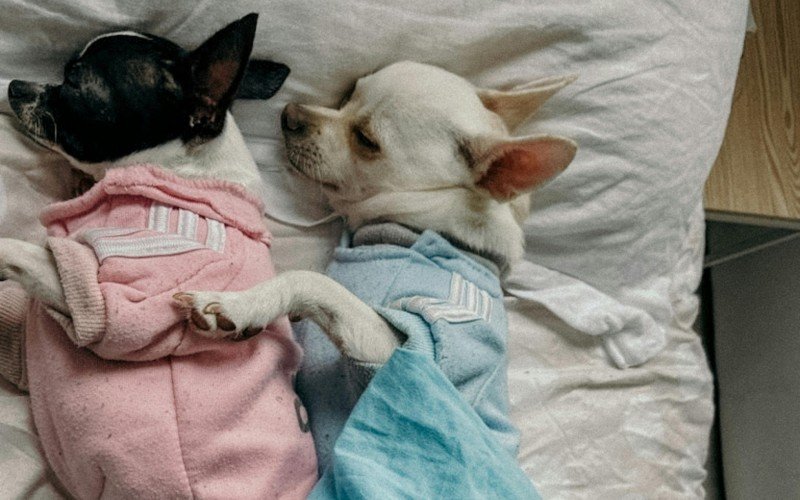 Colocar roupa nos pets é uma maneira de espantar o frio | abc+