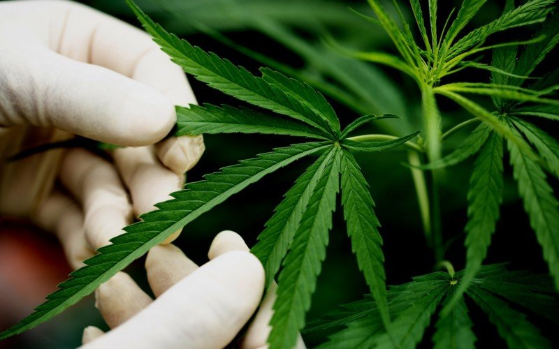 Anvisa aprova novas regras para cultivo e uso de cannabis medicinal | abc+