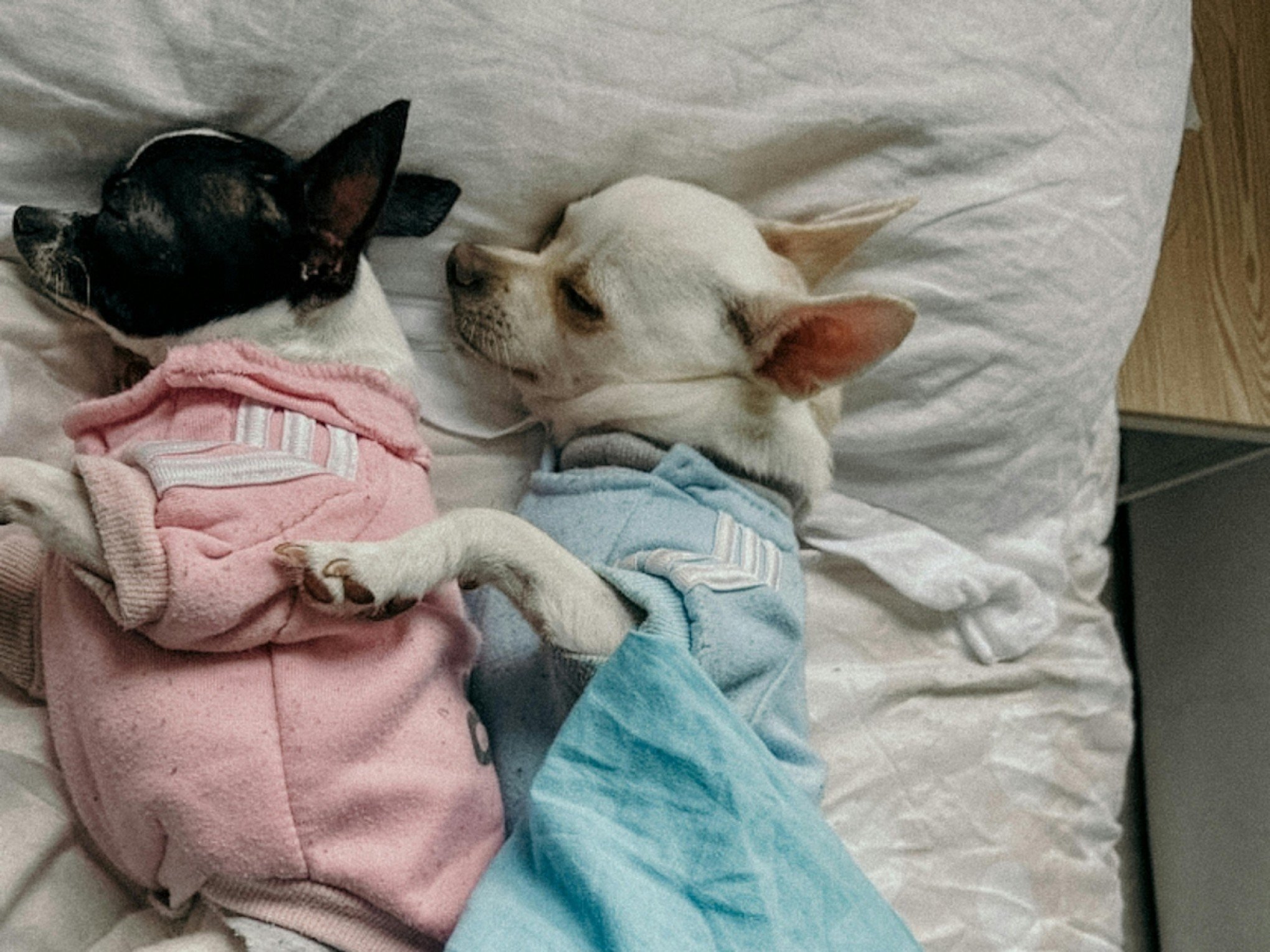Não deixe o seu pet sofrer! 7 cuidados essenciais para proteger cães e gatos do frio
