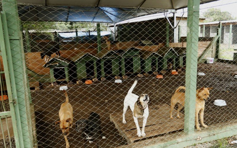 Cerca de 650 cães e 130 gatos aguardam adoção