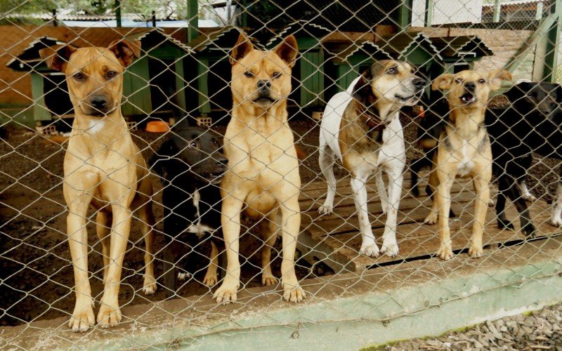 Bem-Estar Animal abriga cerca de 650 cães e 130 gatos