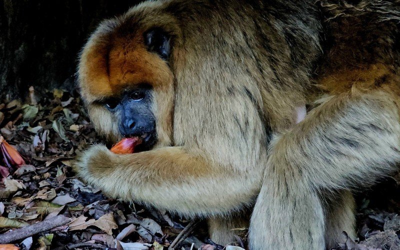 Pinhão garante reforço calórico na alimentação de animais