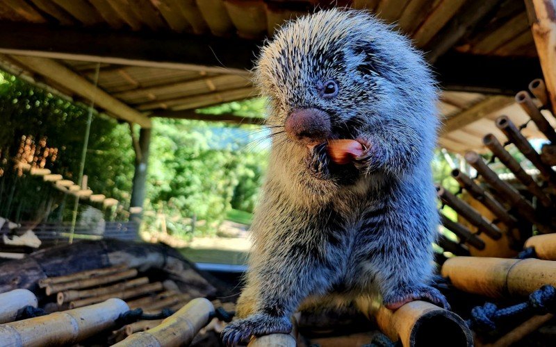 Pinhão garante reforço calórico na alimentação de animais