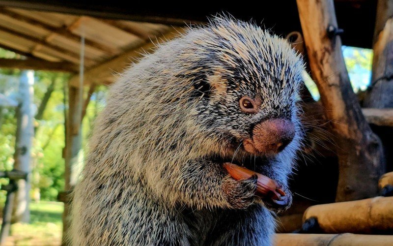 Pinhão garante reforço calórico na alimentação de animais