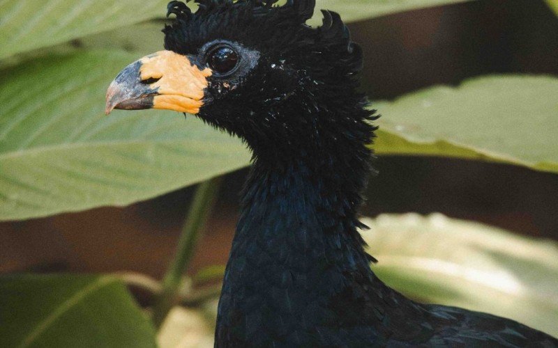 Mutum-de-penacho no Zoológico de Brasília | abc+