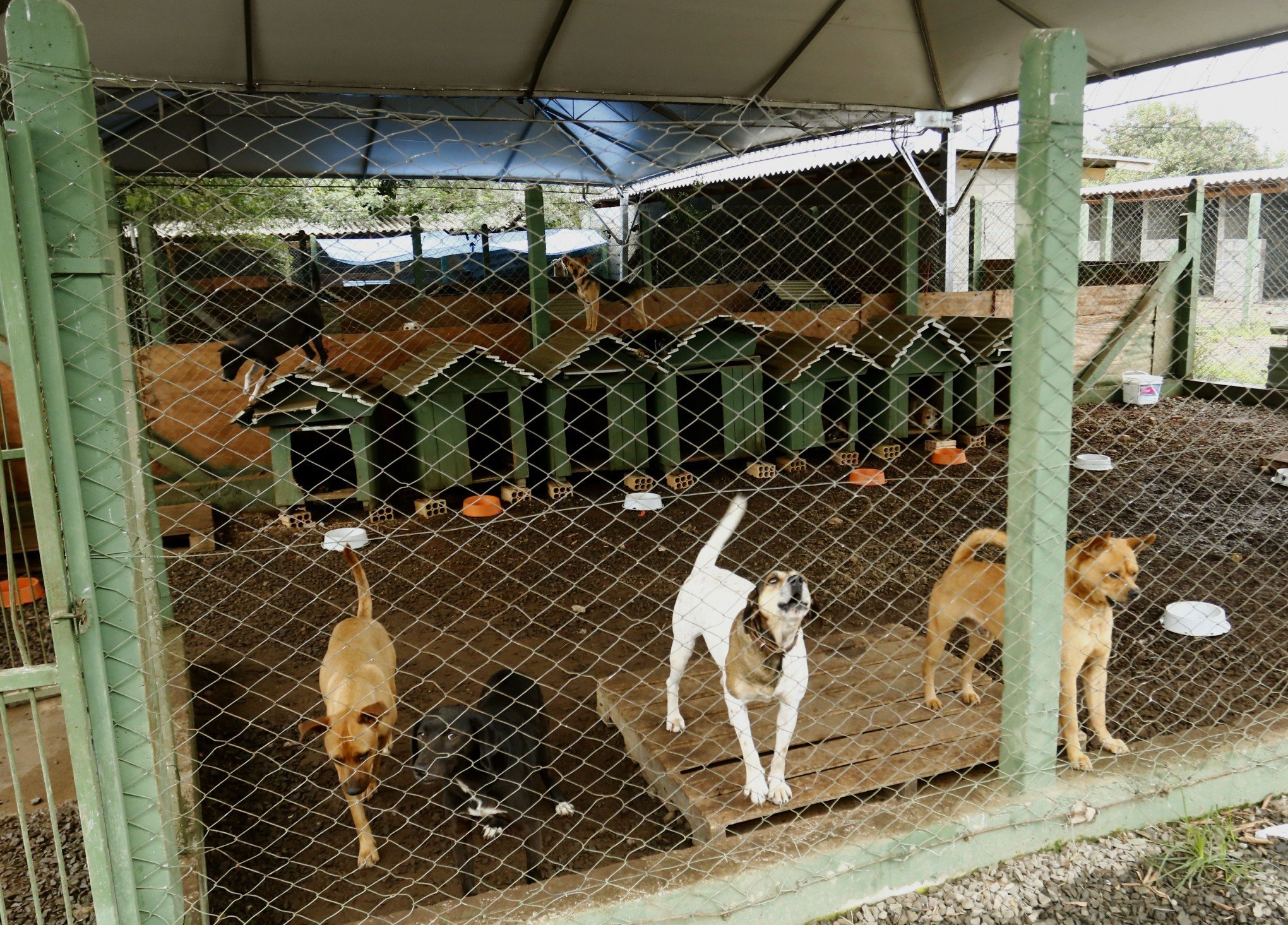 Feira de adoção de cães e gatos ocorre neste sábado no Bem-Estar Animal