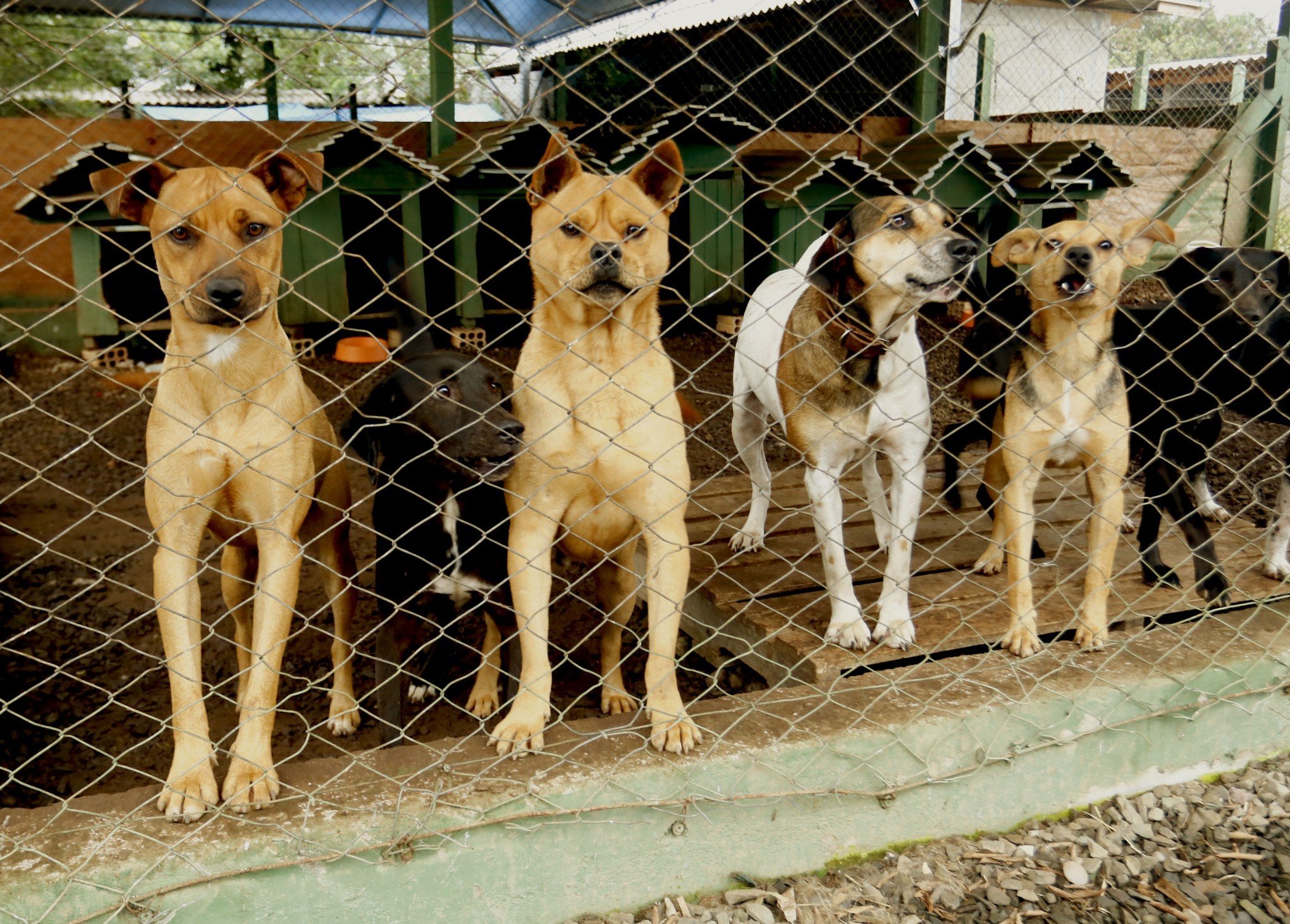 Canoas cadastra voluntários para a causa animal em eventuais desastres climáticos; veja como participar