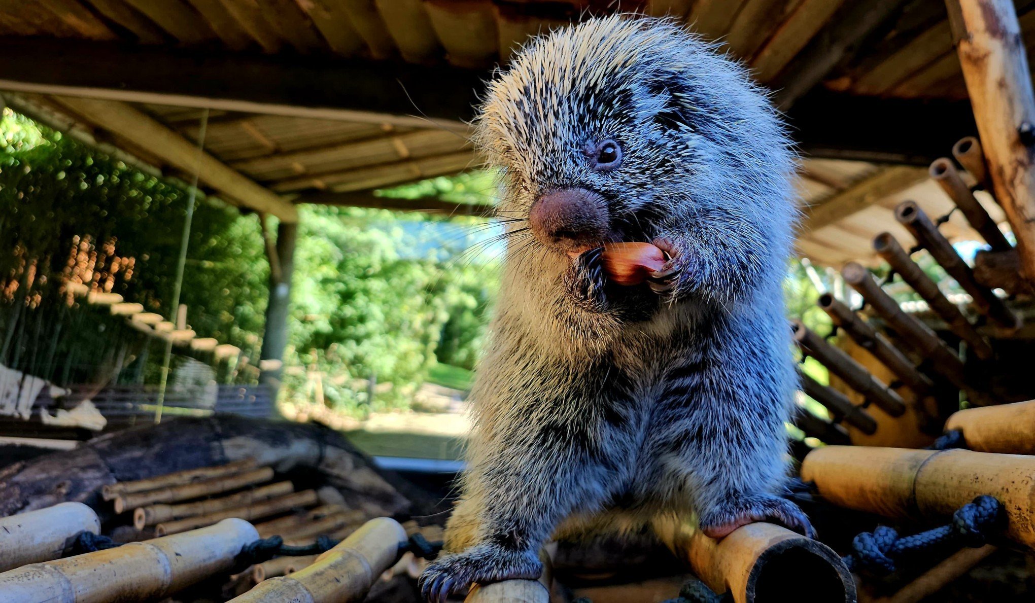 Com direito a pinhão, polenta e amendoim, animais do zoo de Gramado ganham alimentação especial devido ao frio
