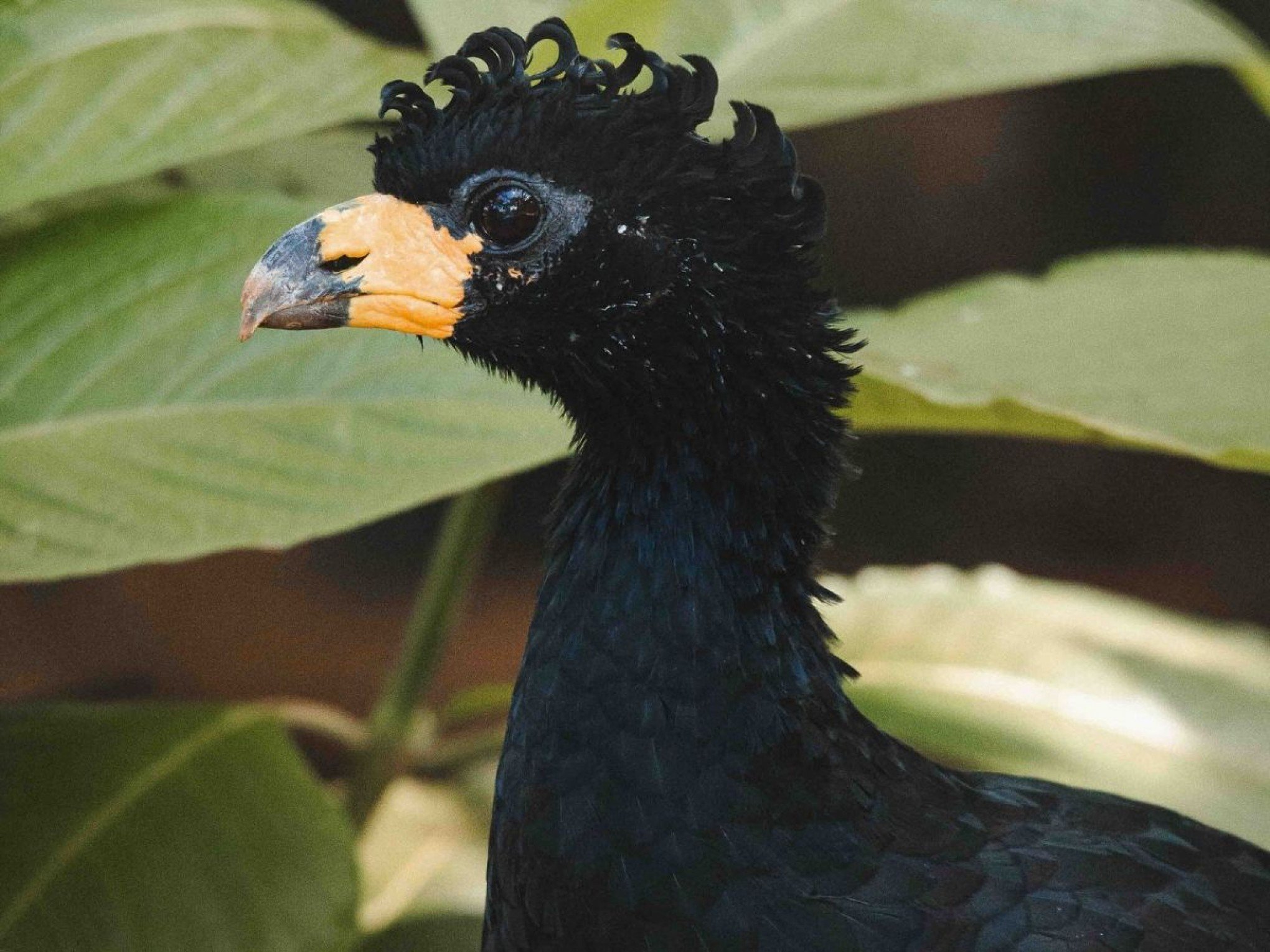 GRIPE AVIÁRIA: Zoológico de Brasília é fechado após suspeita da doença
