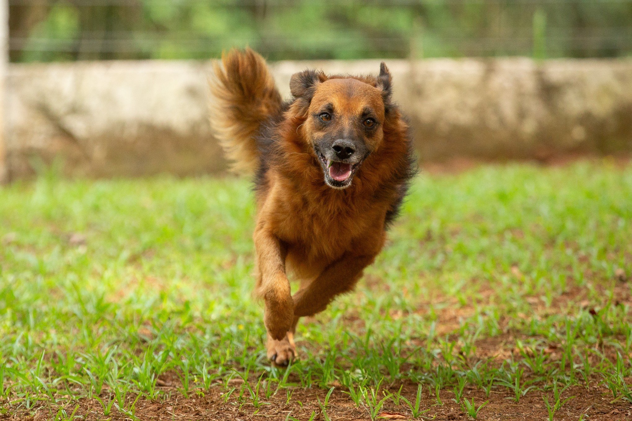 Eventos voltados aos pets marcam fim de semana em São Leopoldo