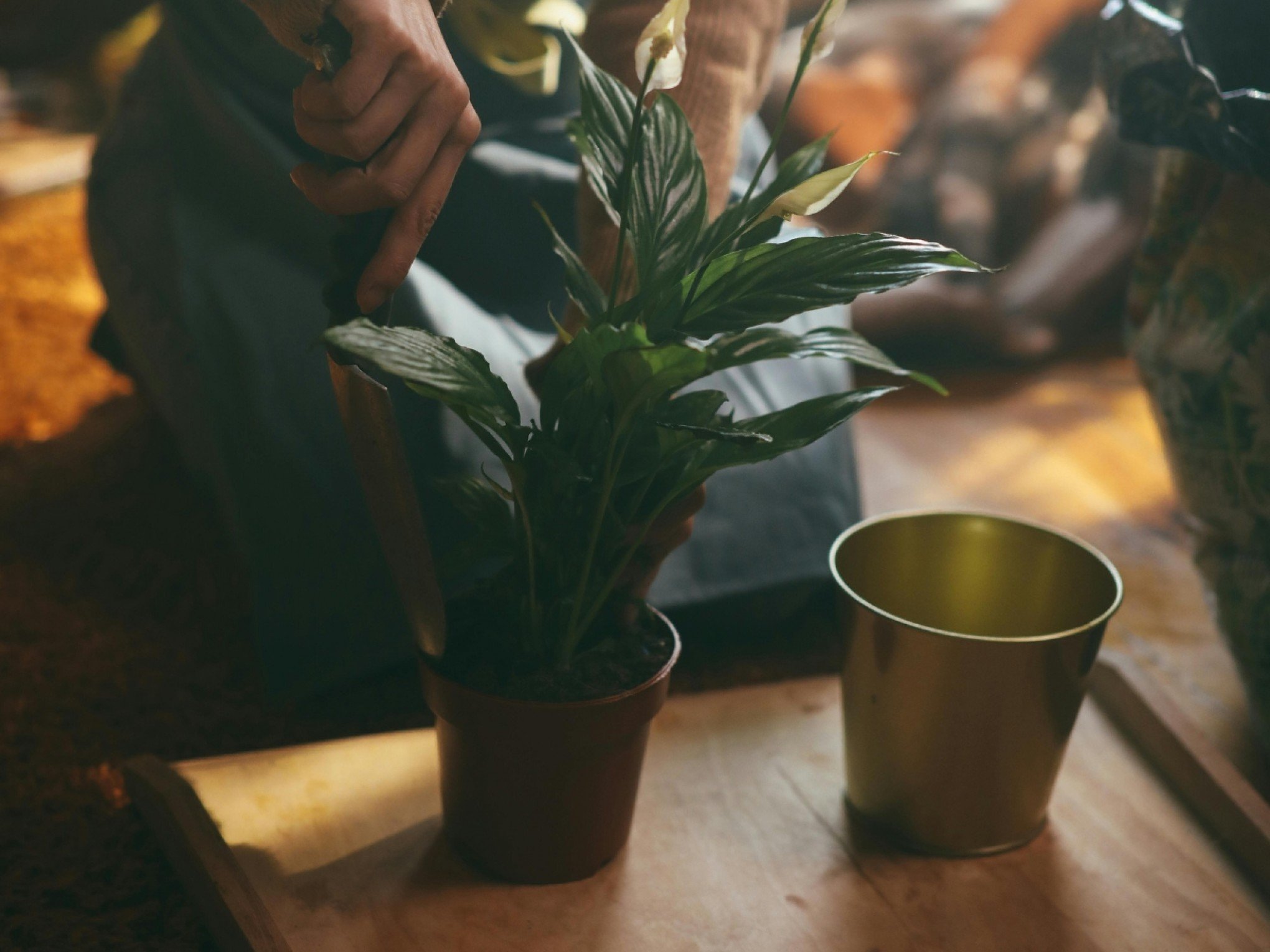 Resto de café que você coloca no lixo pode ser adubo milagroso para as plantas