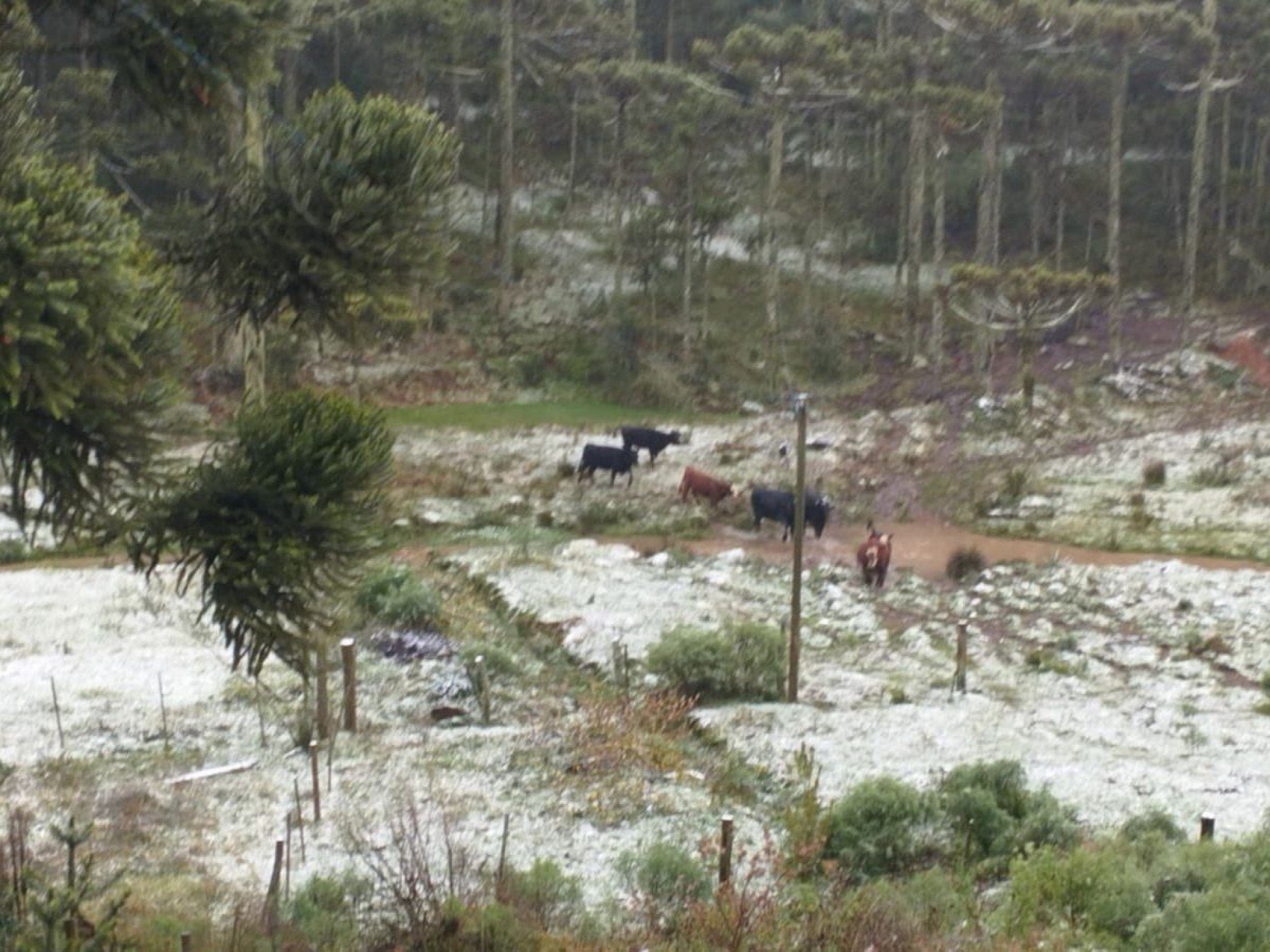 ONDA DE FRIO: 9 cidades gaúchas podem ter neve entre hoje e amanhã; veja o que diz o Inmet