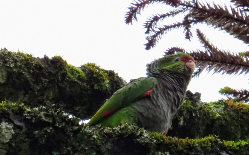 Papagaio-de-peito-roxo foi flagrado em Gramado por visitante