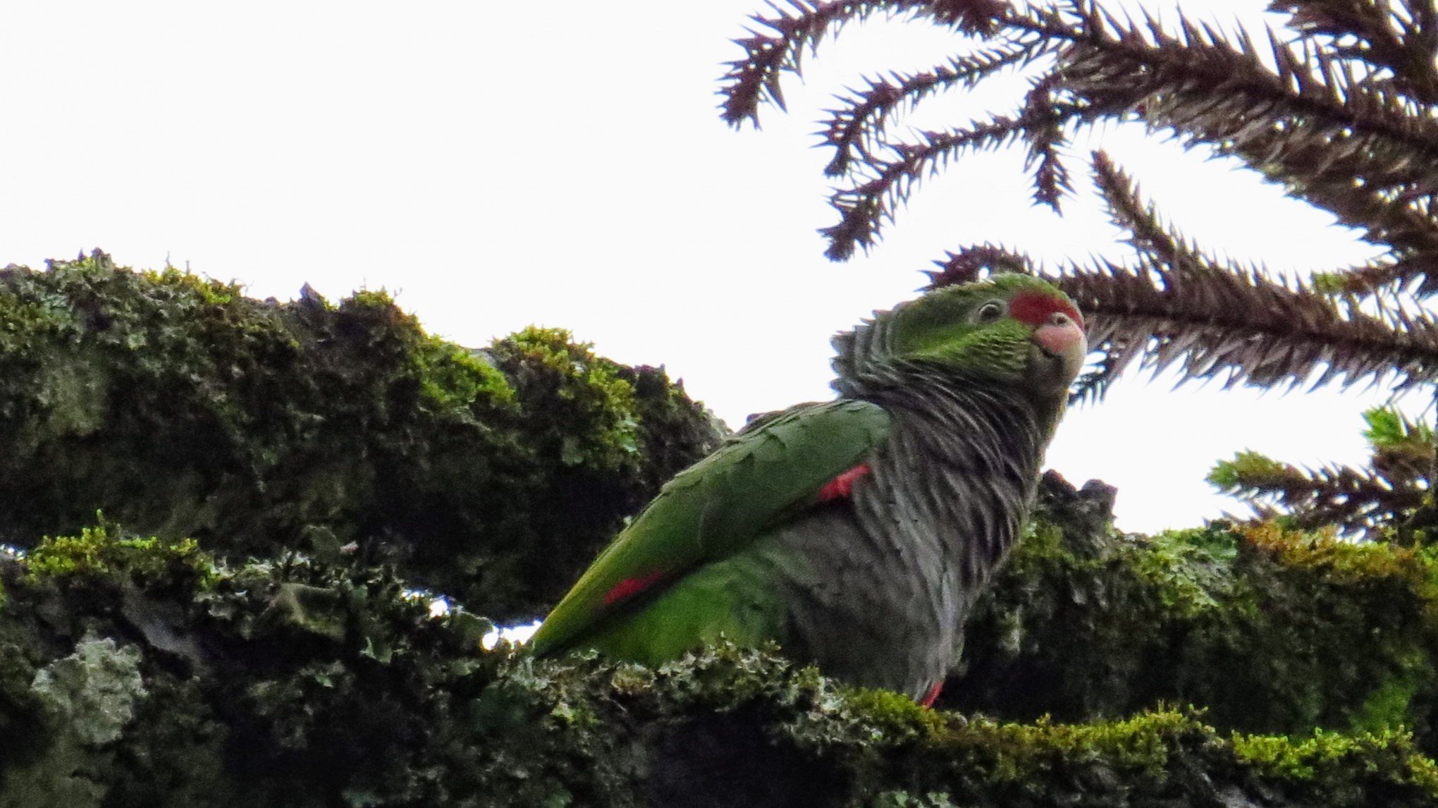 Espécie de papagaio em risco de extinção é flagrada por visitante em Gramado; veja registro
