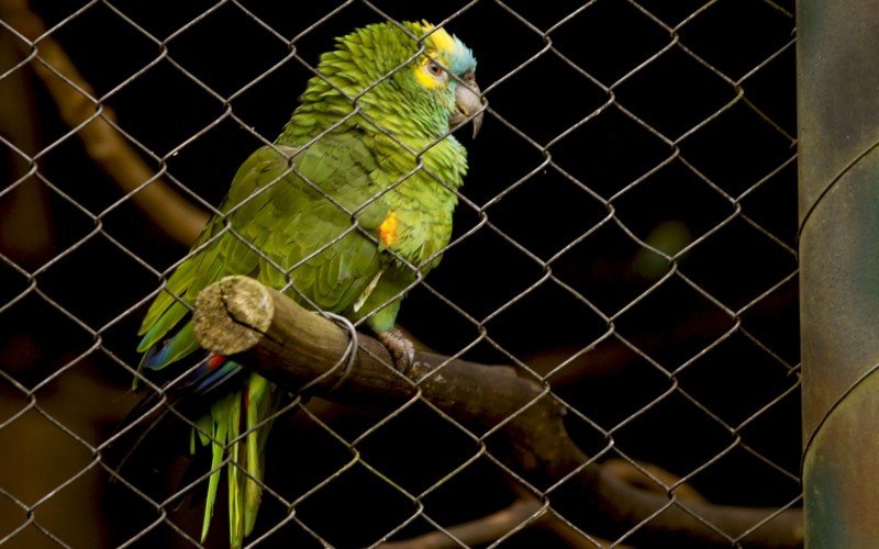 Minizoo retomou visitação na quinta-feira (5)