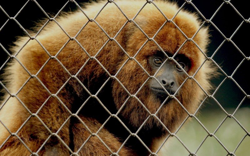 Mesmo sem visitações e o carinho das crianças, o bugiu Elvica passa bem no período de frio intenso