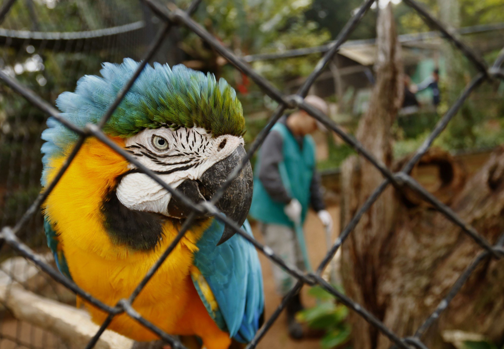 Dez dias após ser fechado devido ao risco da gripe aviária, MiniZoo não teve animal doente