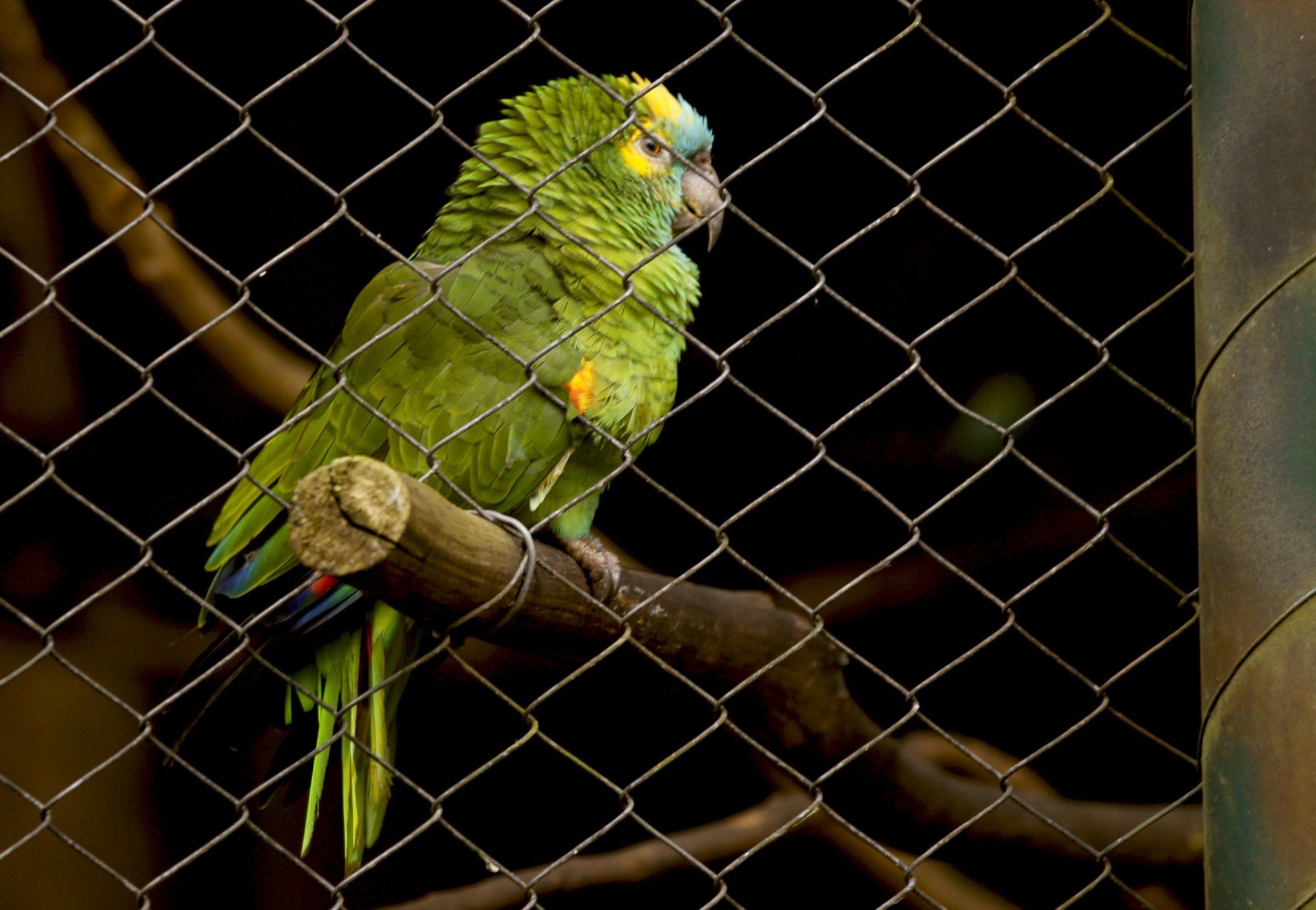 Minizoo reabre para visitação pública em Canoas