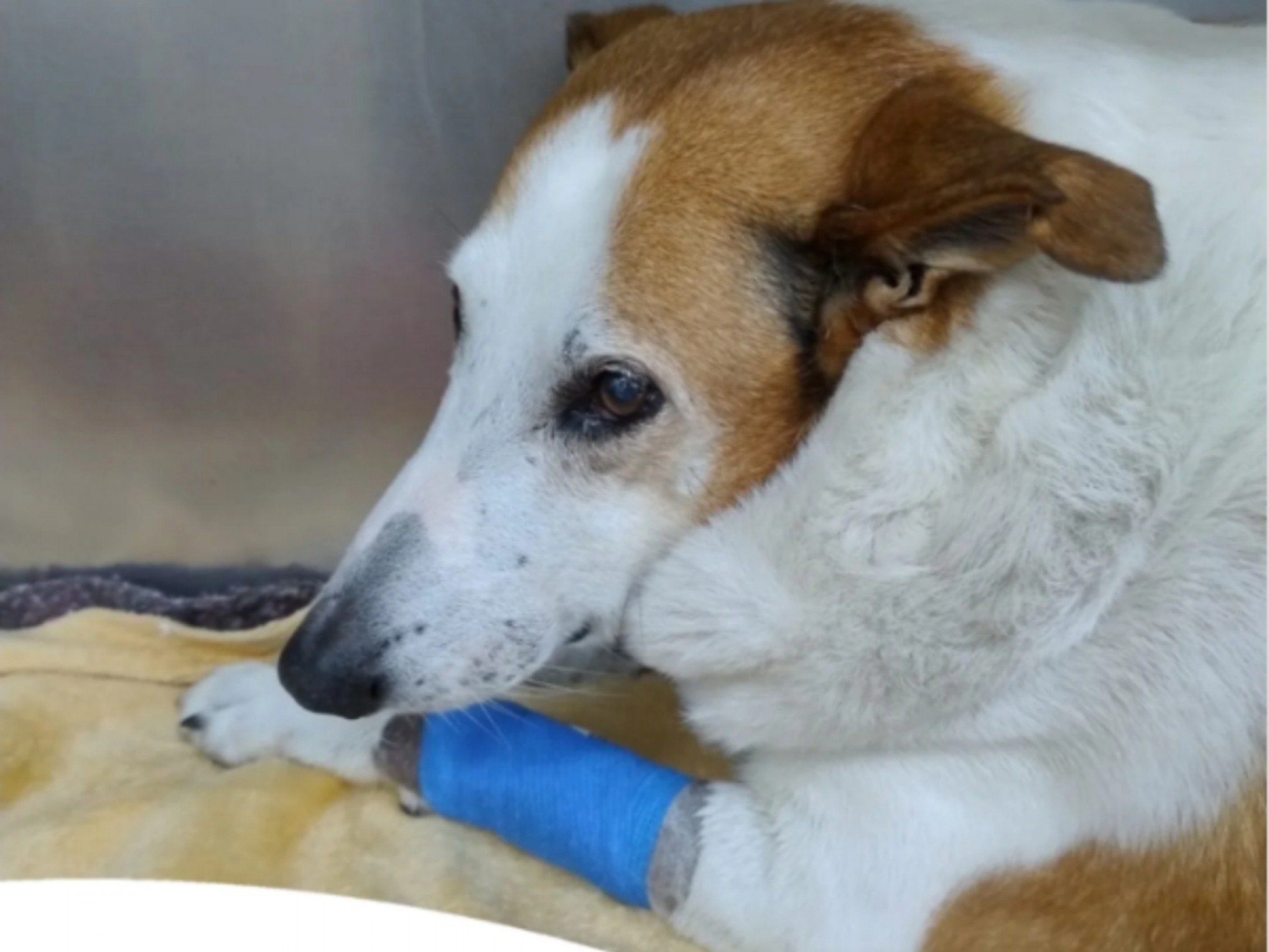 Cachorro Silveira da UFSM é internado, passa por cirurgia e público brinca: "Reitor de licença médica"; saiba o estado de saúde