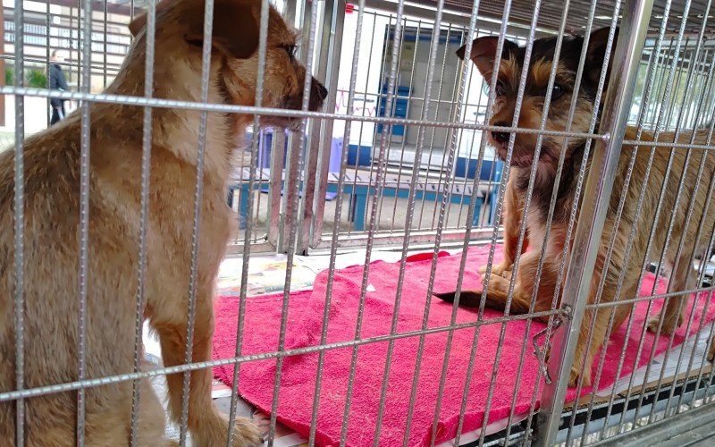 Adoção de animais em Campo Bom | abc+