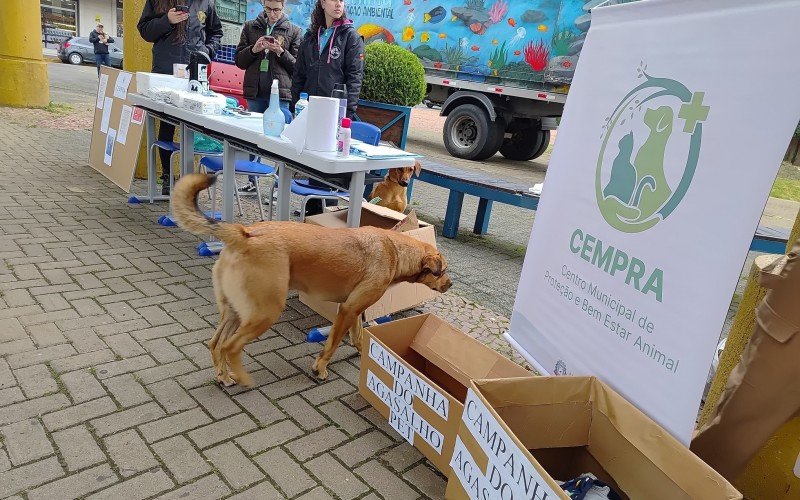 Cuidados com os animais em destaque no evento de Campo Bom | abc+