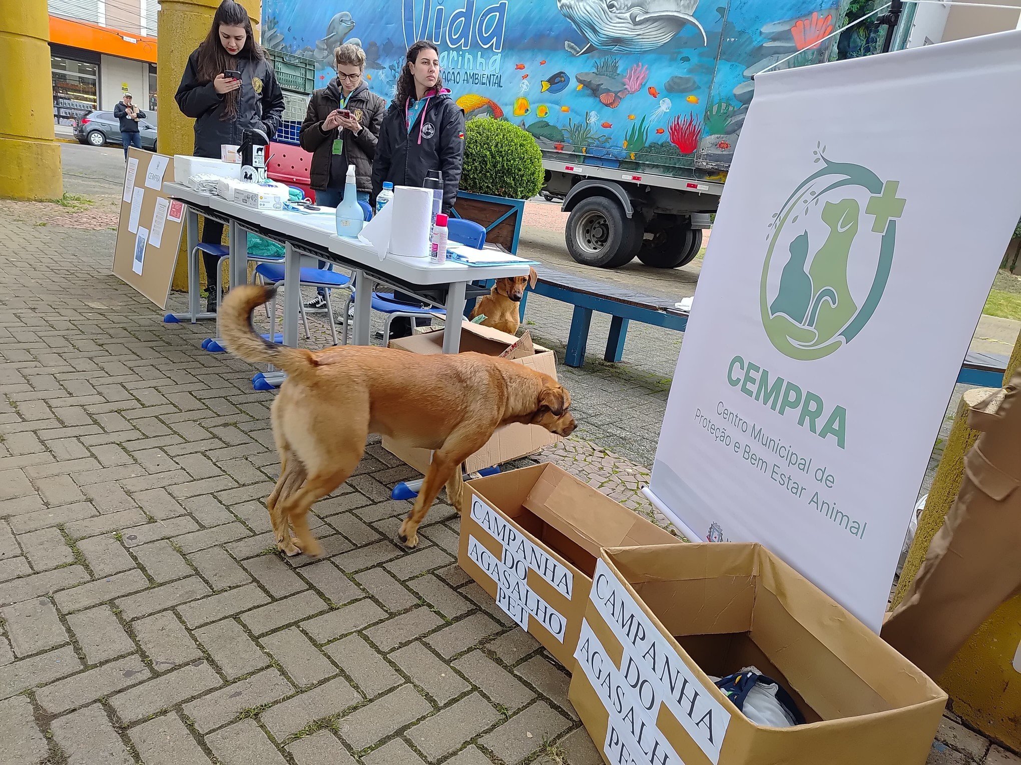 Atendimento veterinário gratuito e doação de mudas na programação de Campo Bom; veja detalhes