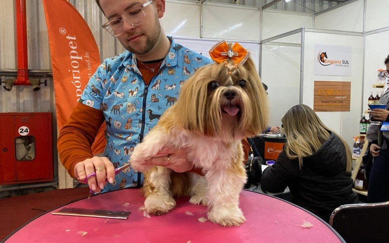 A Shih Tzu Amora esteve na feira  | abc+