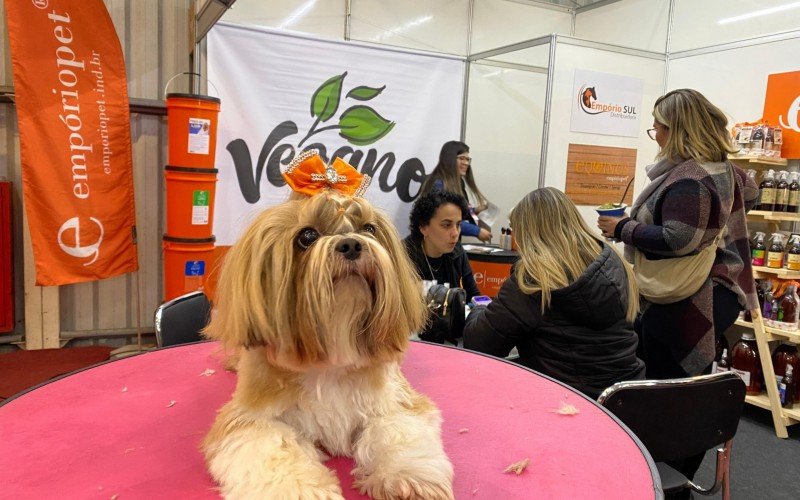 A Shih Tzu Amora esteve na feira 