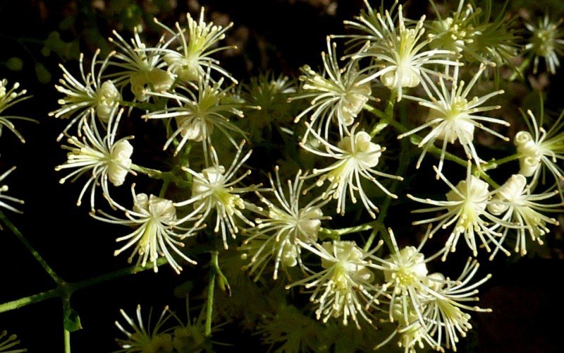 Uma das espécies que existe no Brasil é a Clemantis brasiliana DC | abc+