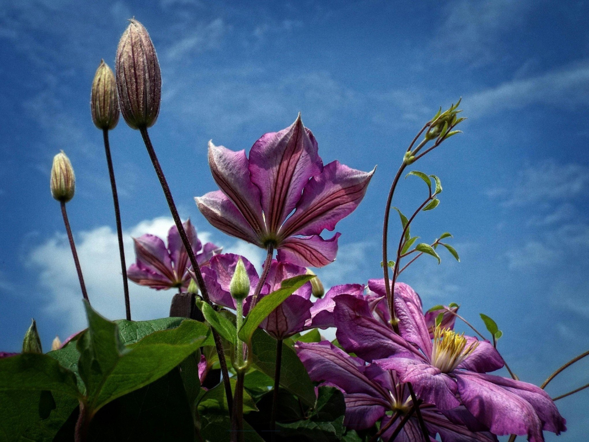 Uma planta que exige poucos cuidados, produz flores por meses e decora qualquer canto
