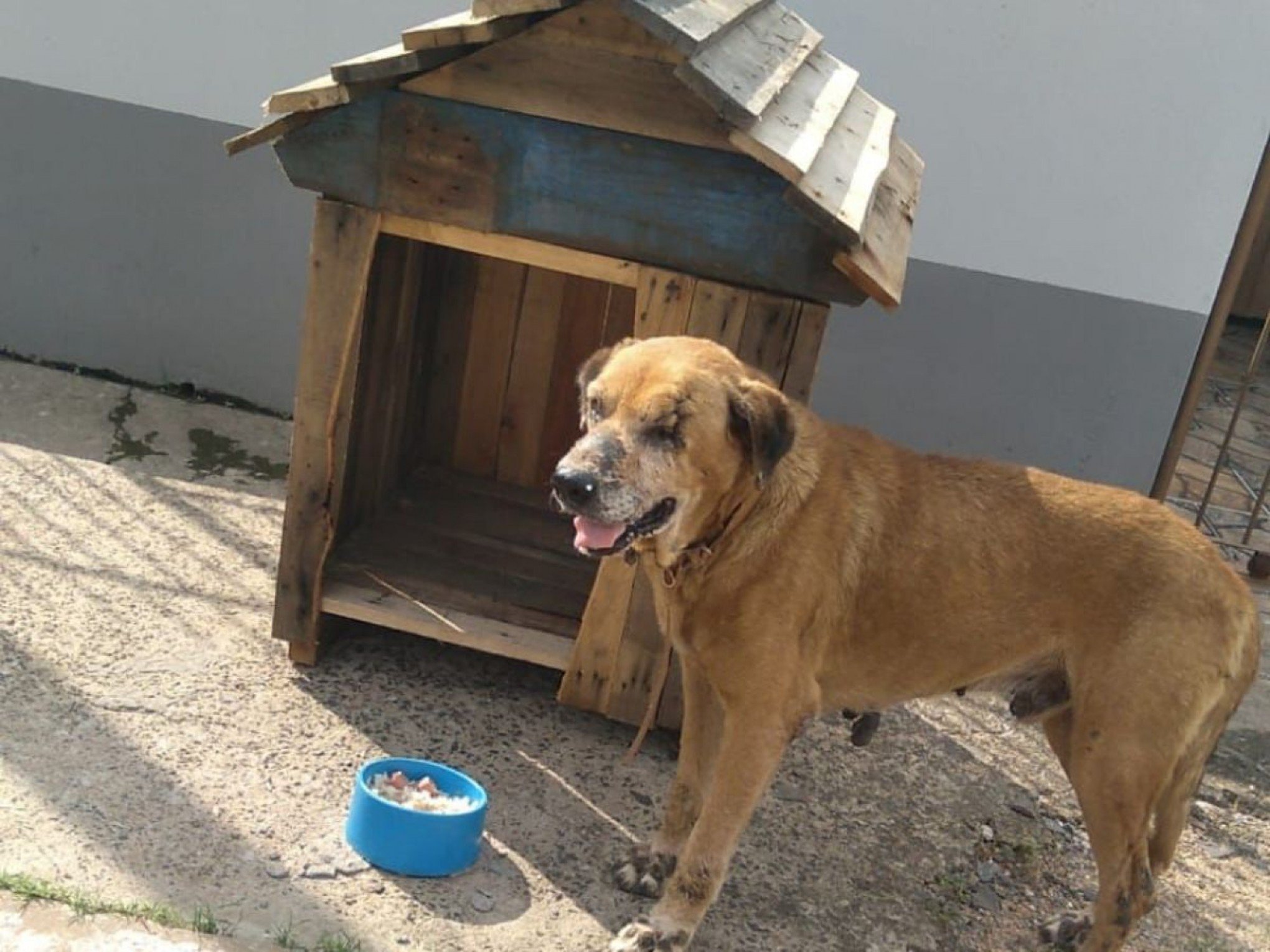 Para construir casinhas para cães em situação de rua, voluntários contam a doação de paletes e pregos; saiba como ajudar