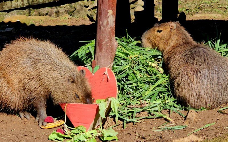 Capivaras celebraram Dia dos Namorados do Gramadozoo