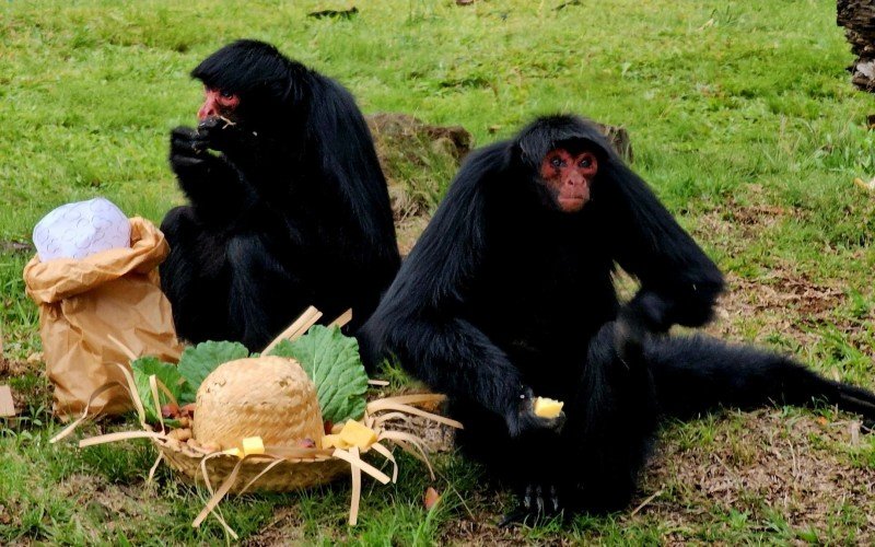 As macacas-aranha-de-cara-vermelha receberam frutas e legumes em ritmo de festa junina