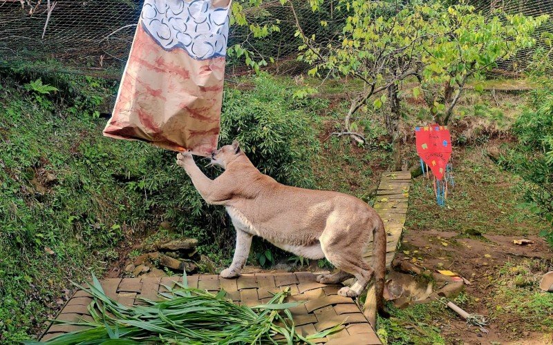 No recinto do puma, a decoração junina estava recheada de pequenos pedaços de carne