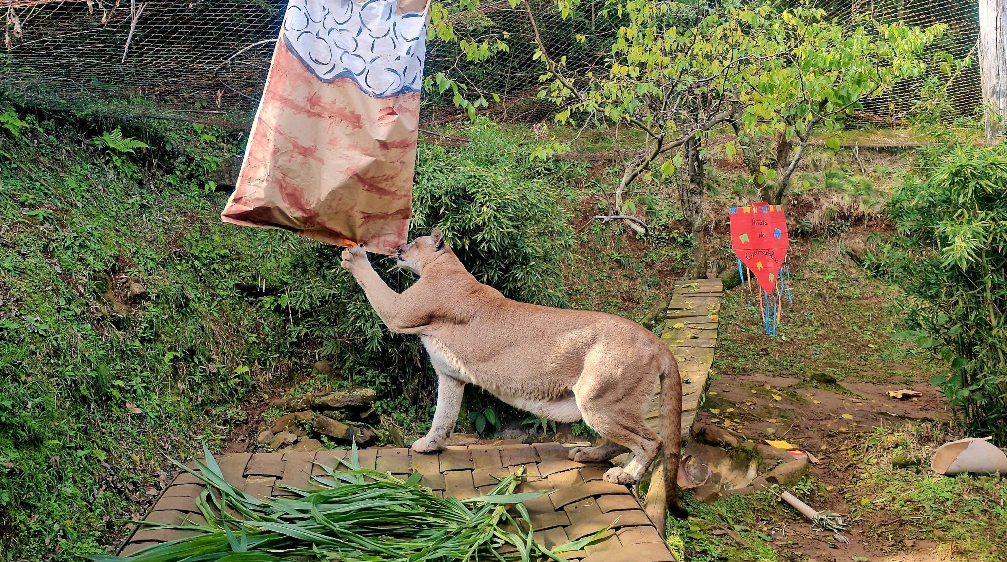 VÍDEO: Arraiá junino leva diversão e bem-estar aos animais do zoológico de Gramado