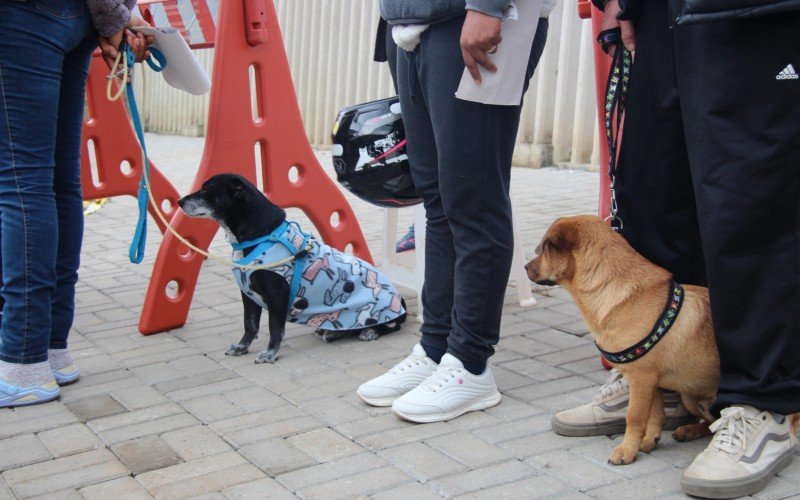 Ação atendeu a mais de 250 animais