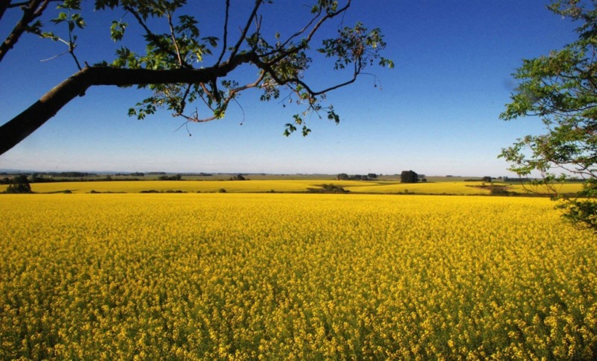 Cultivo de canola tem ganhado mais espaço na lavoura gaúcha