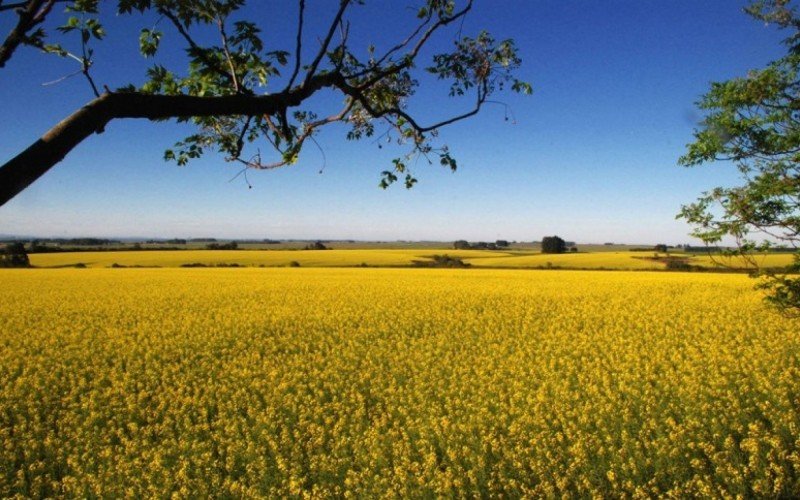 Cultivo da canola começa a entrar em estágio de floração, apesar da umidade no Estado | abc+