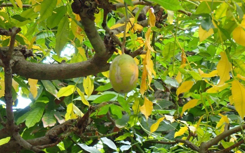 Cajá-manga (Spondias dulcis) tem fibras, carboidratos, vitaminas e poucas calorias | abc+
