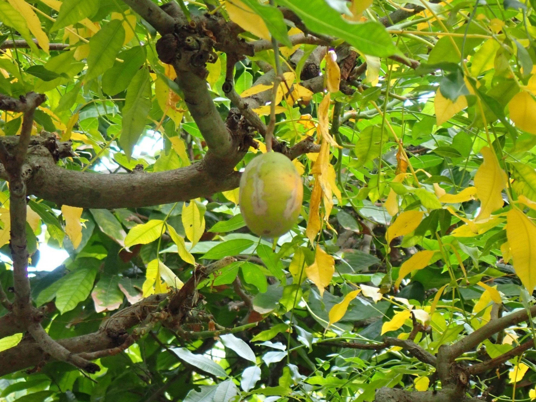 Quer mais energia? Esta fruta pode mudar o seu dia