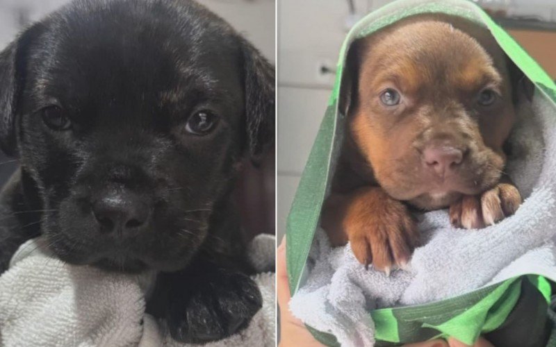 Cachorrinhas resgatadas no Mathias Velho