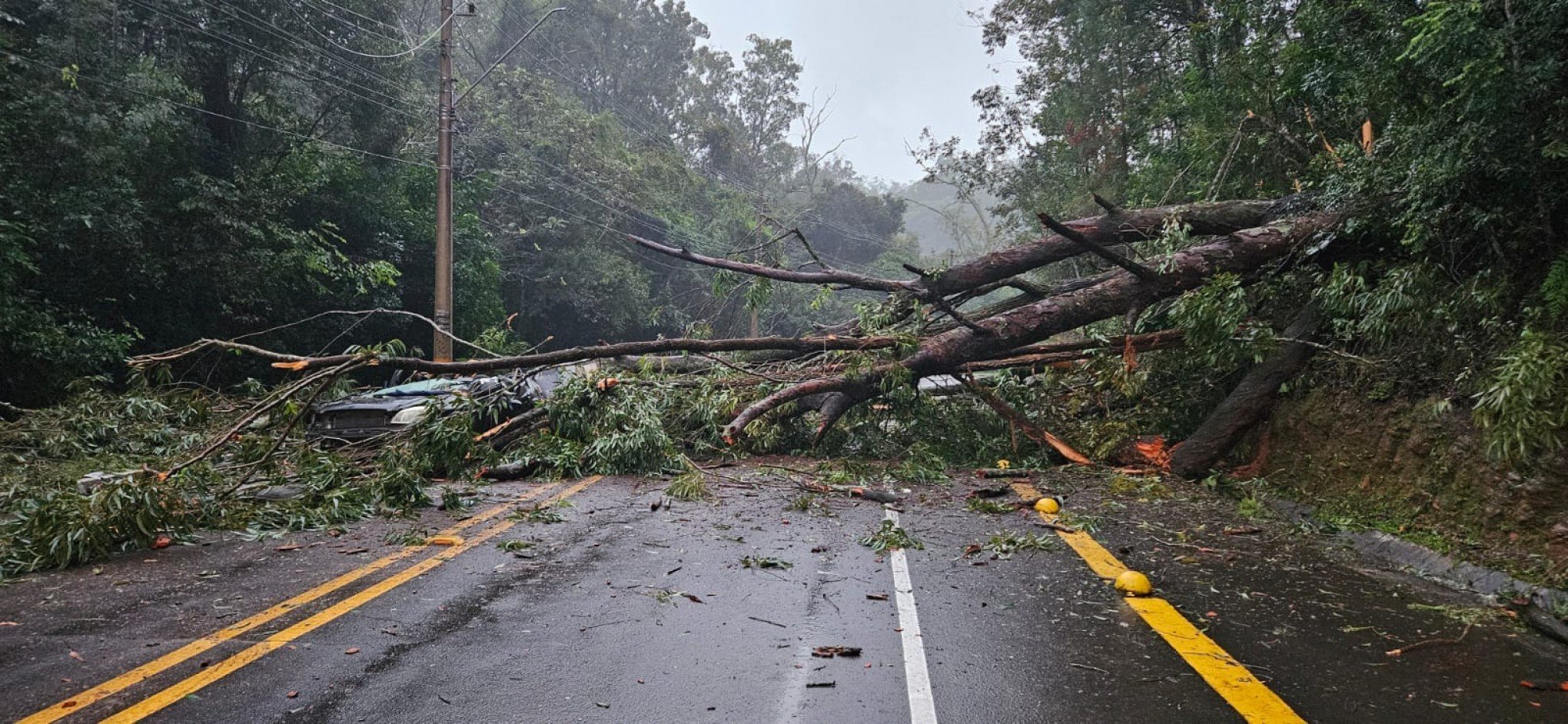 ESTRADA DO HORTO: prefeitura identifica mais de 40 árvores para supressão