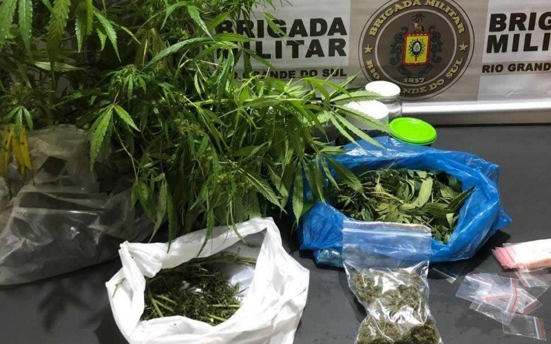 Pés de maconha encontrados em residência em Gramado